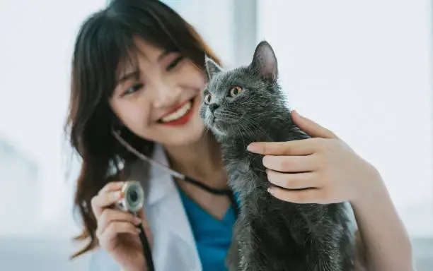 Imagem ilustrativa de Oftalmo para gatos