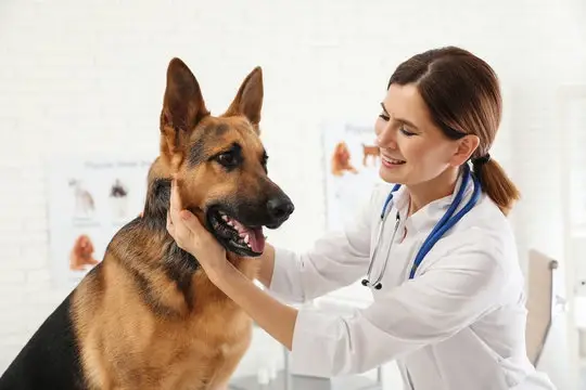 Oftalmologista para cachorro em Cuiabá