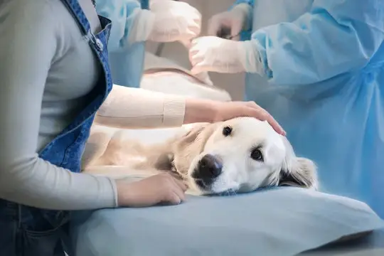 Oftalmologista para cachorro em Primavera