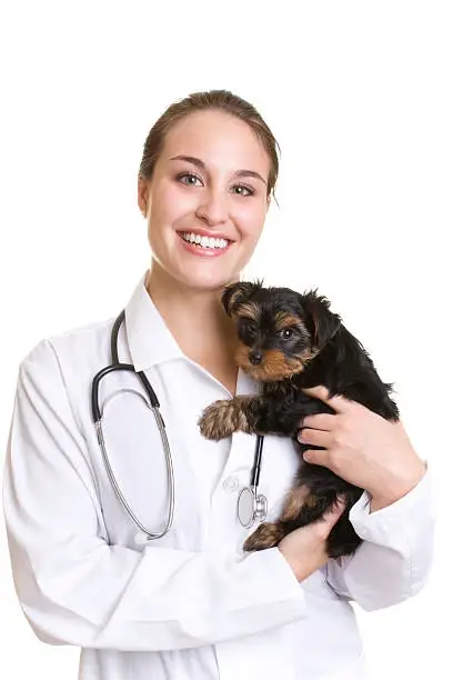 Oftalmologista para cachorro em Rondonópolis