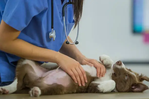 Veterinária especialista em olhos de cachorro