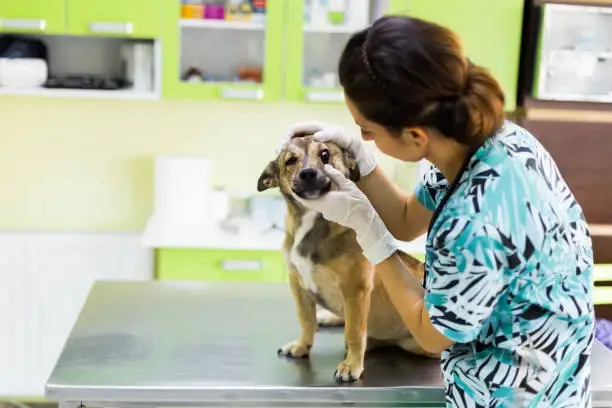 Veterinária especialista em olhos de cachorro