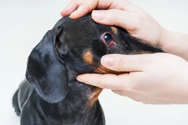 Veterinária especialista em olhos de cachorro
