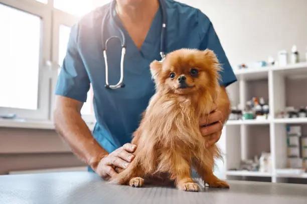 Veterinária especialista em olhos de cachorro