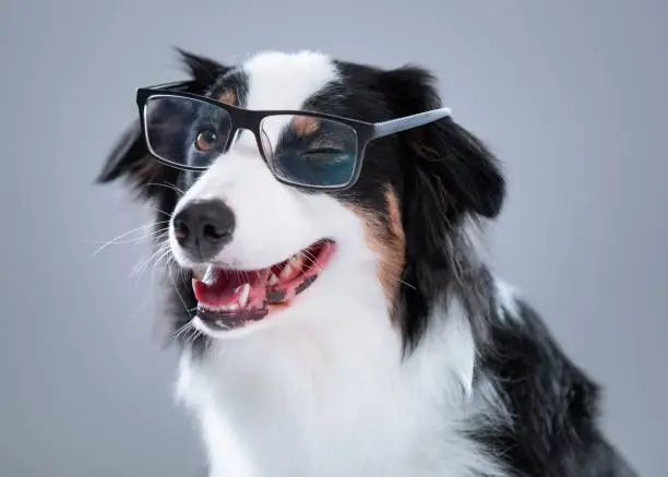 Veterinária especialista em olhos de cachorro