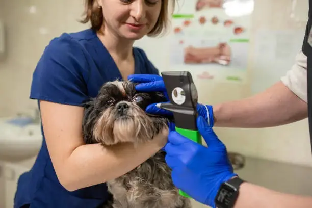 Veterinária especialista em olhos de cachorro