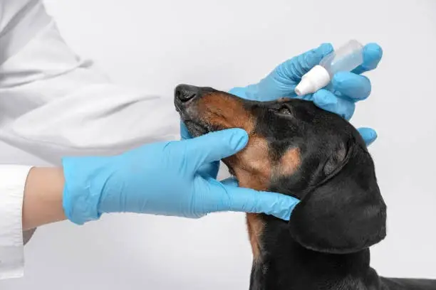 Veterinária especialista em olhos de cachorro