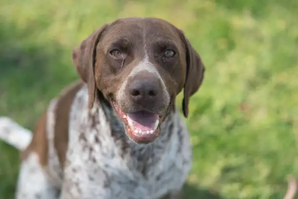 Veterinária especialista em olhos de cachorro