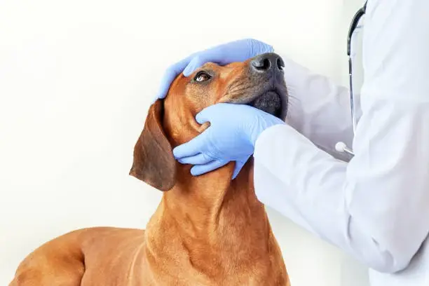 Veterinária especialista em olhos de cachorro